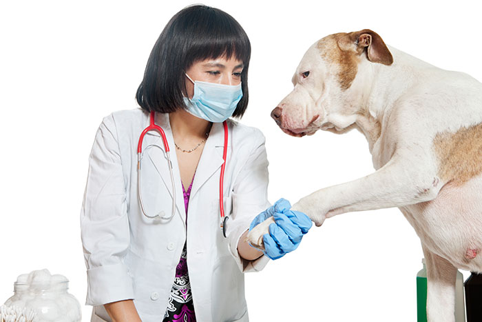 Pet Therapy